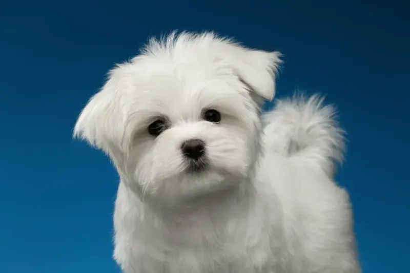 Maltese