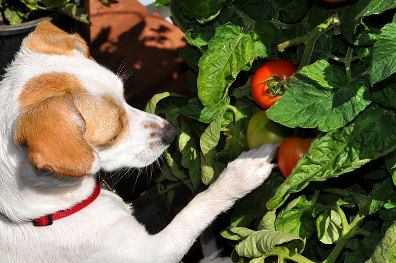 Tomatoes