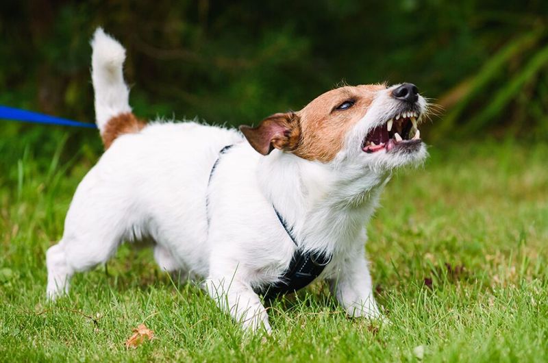 Growling