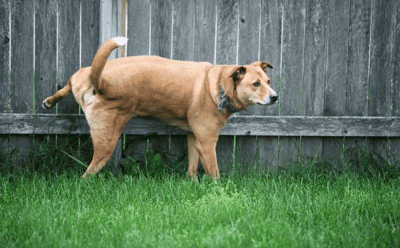 Change in Urination