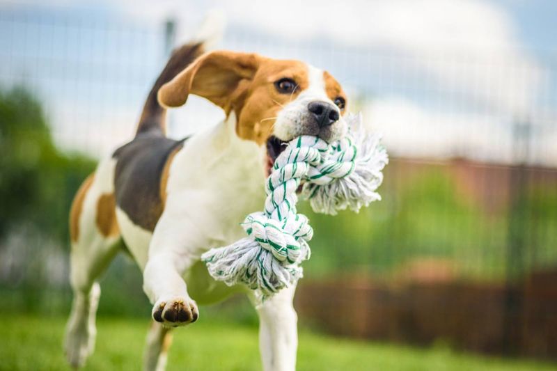 Exercise and Play