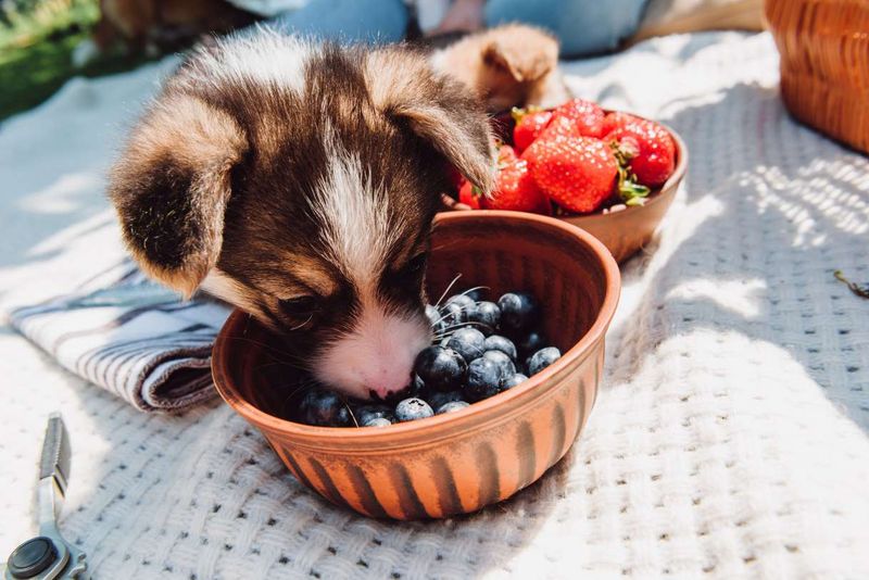 Blueberries