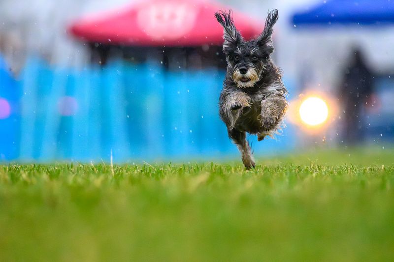 Pumi