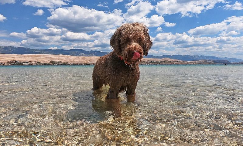Lagotto Romagnolo