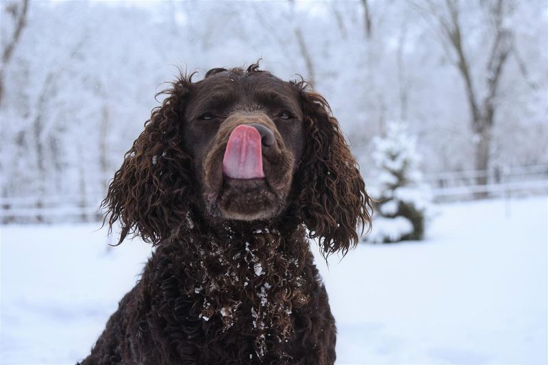 American Water Spaniel