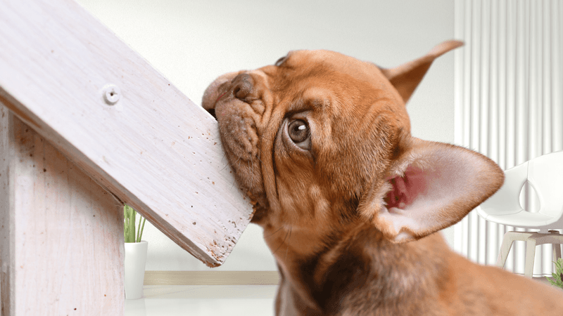 Chewing Furniture