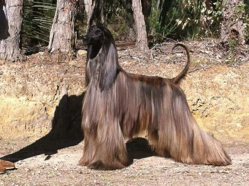 Afghan Hound