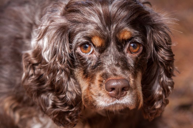 Cocker Spaniel