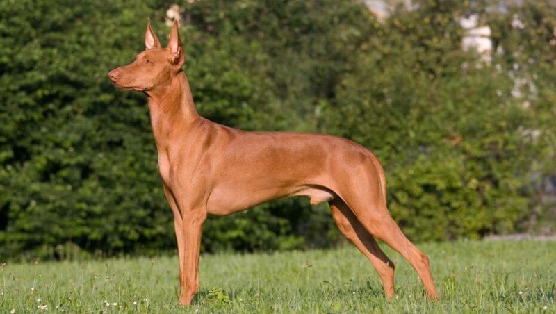 Pharaoh Hound