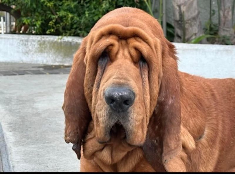 Bloodhound