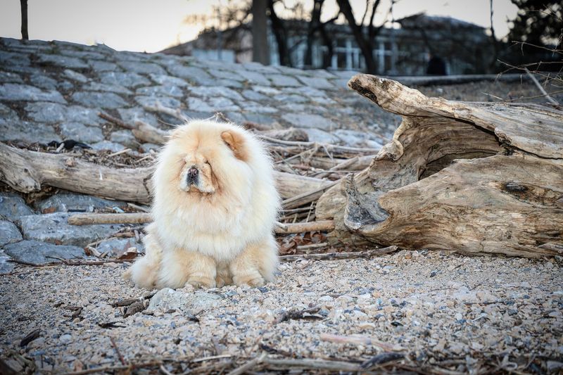 Chow Chow