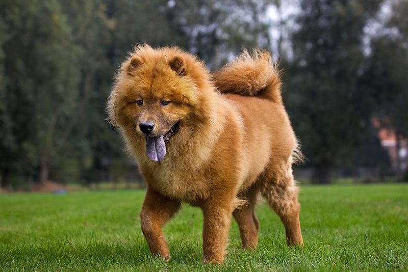 Chow Chow