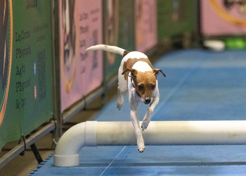 Jack Russell Terrier