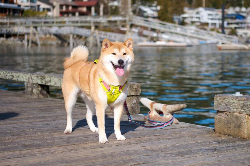 Shiba Inu