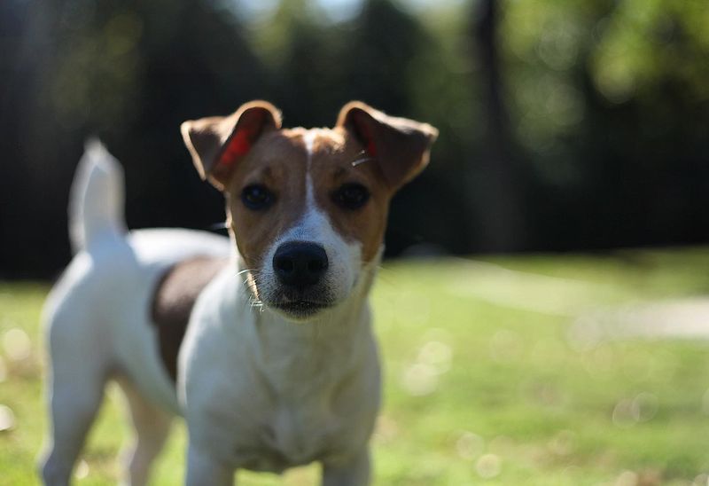 Jack Russell Terrier