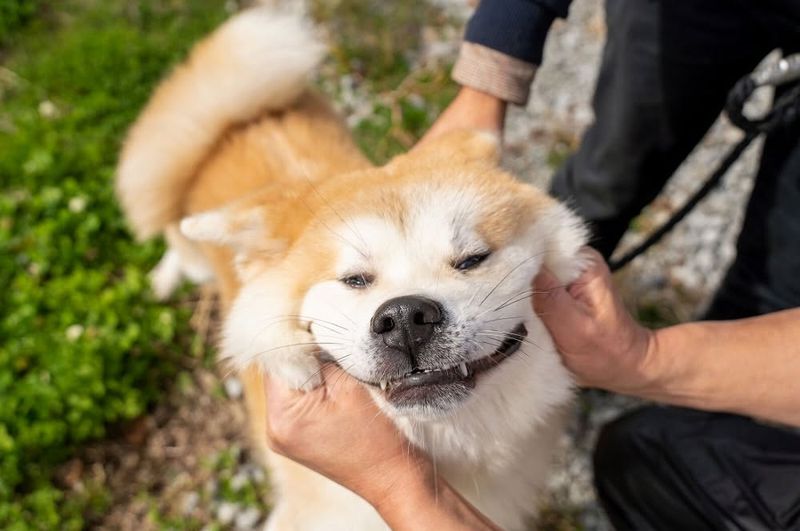 Akita