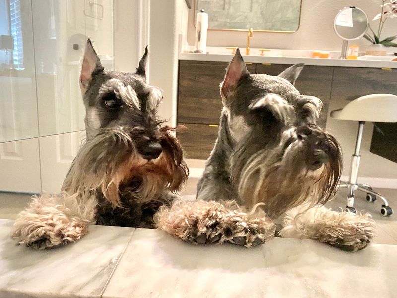 Miniature Schnauzer