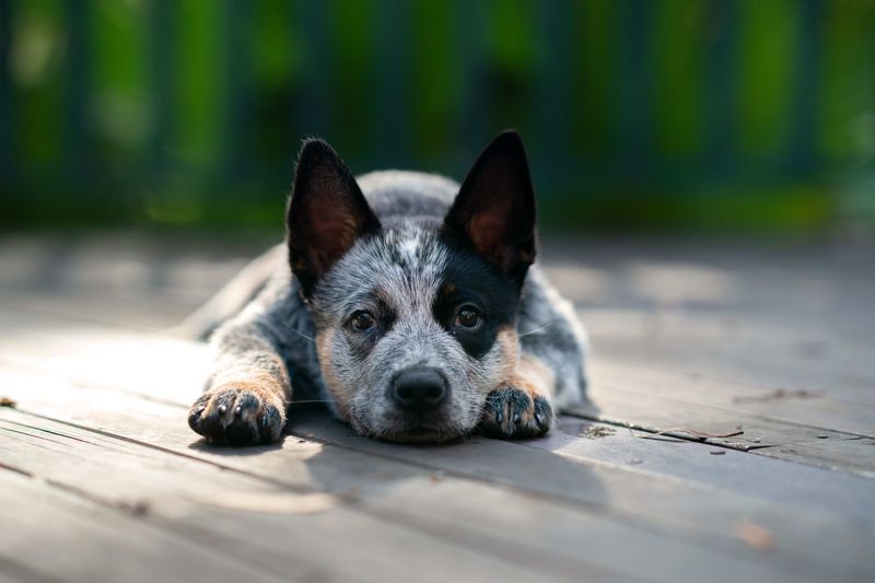 Australian Cattle Dog