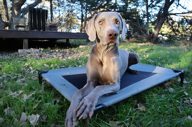 Weimaraner
