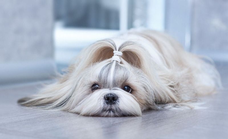 Shih Tzu