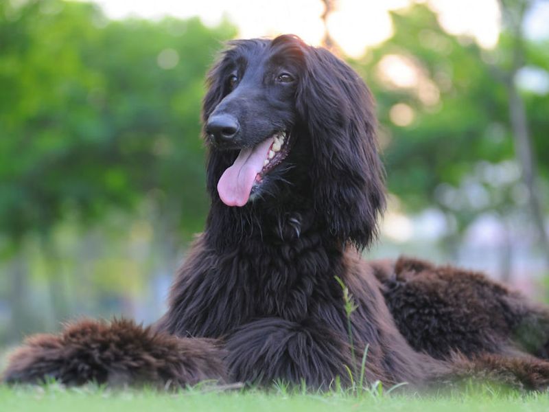 Afghan Hound