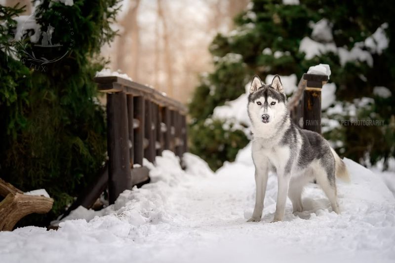 Siberian Husky