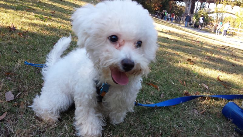 Bichon Frise