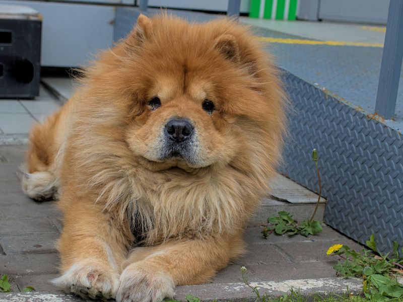 Chow Chow