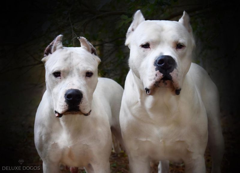 Dogo Argentino