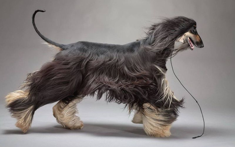 Afghan Hound