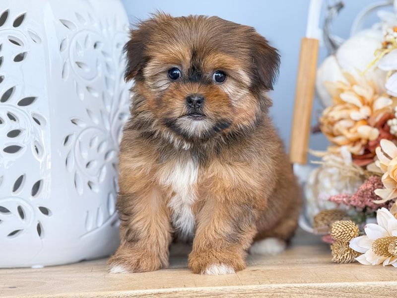 Shorkie