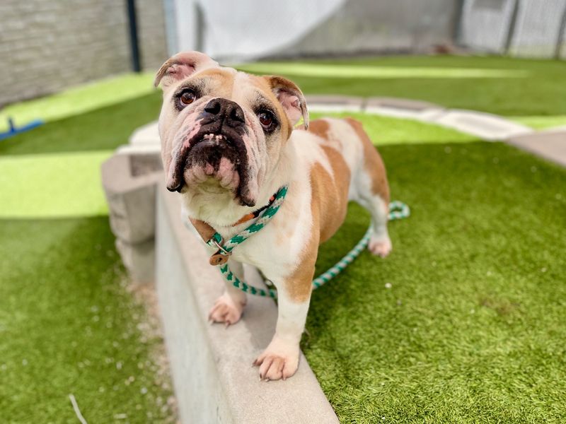 English Bulldog