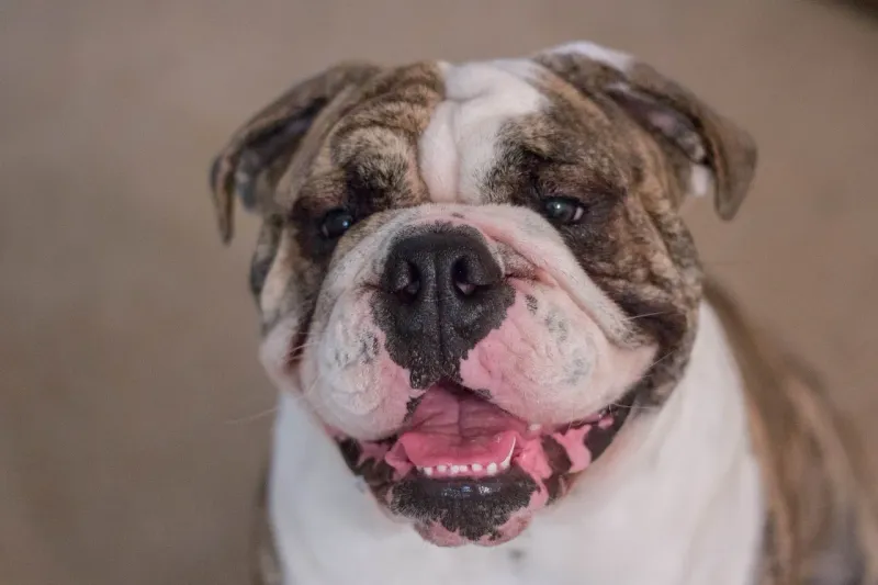 Bulldog