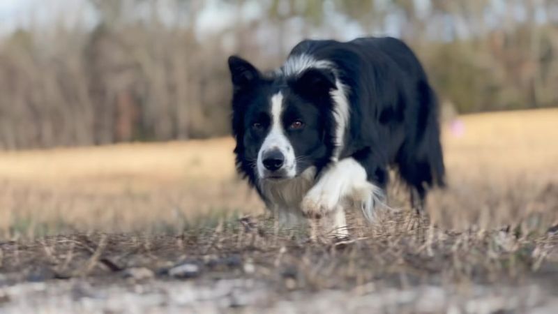 Border Collie