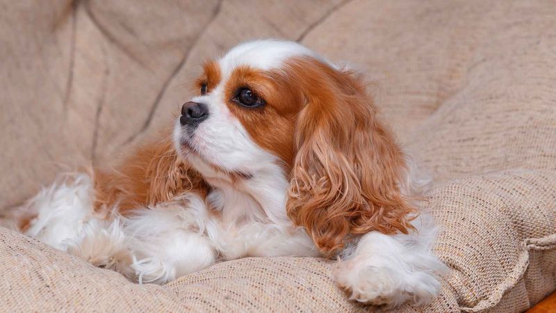 Cavalier King Charles Spaniel