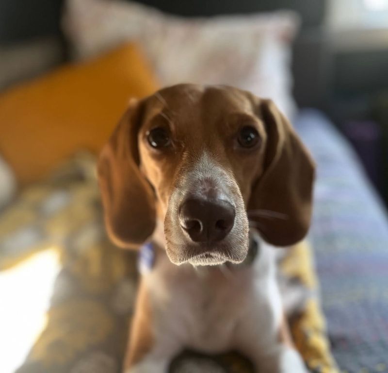 Beagle