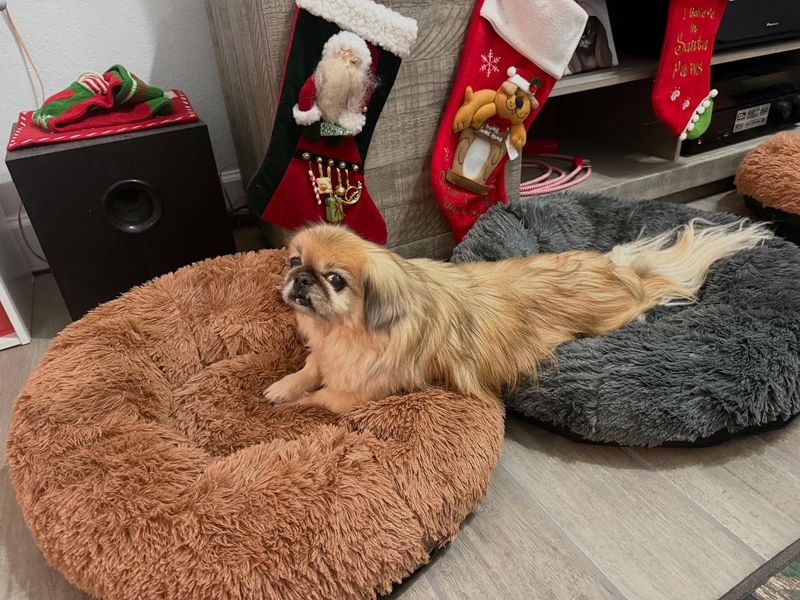 Pekingese