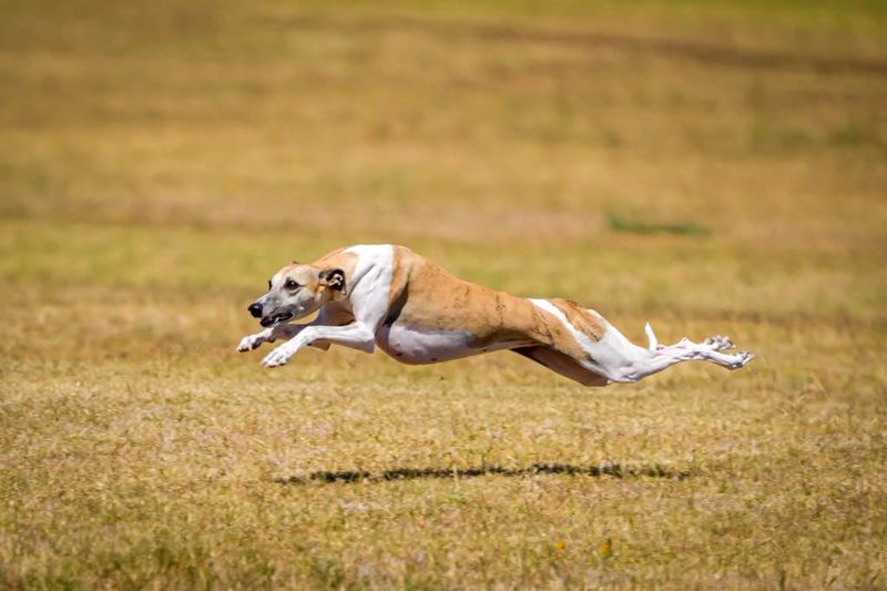 Whippet