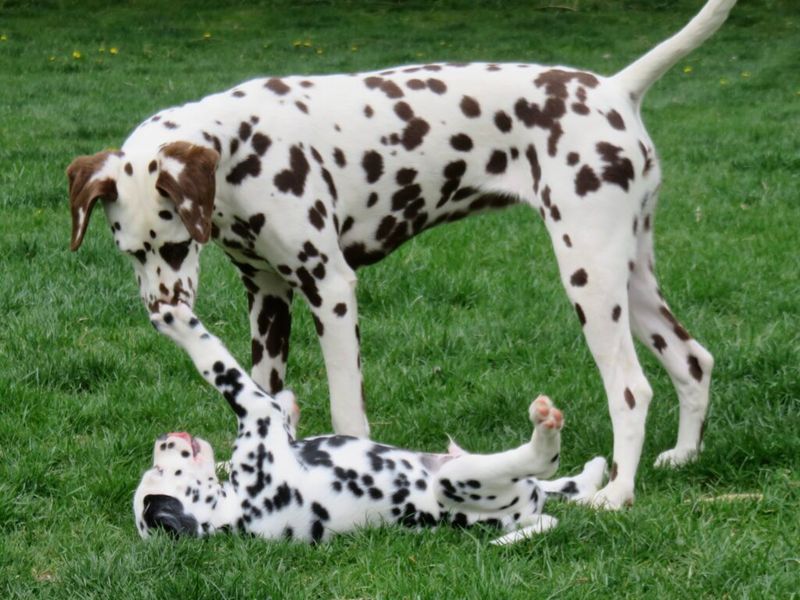Dalmatian