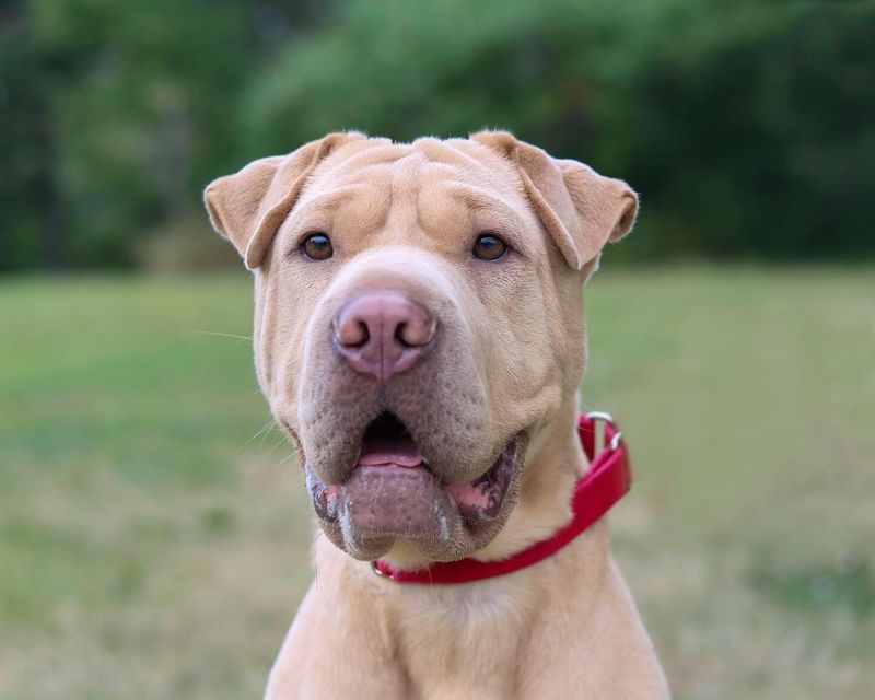 Shar Pei