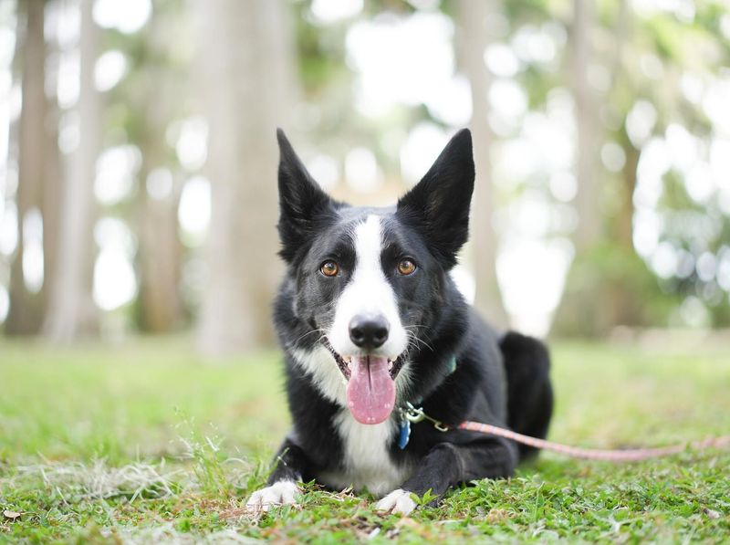 Border Collie