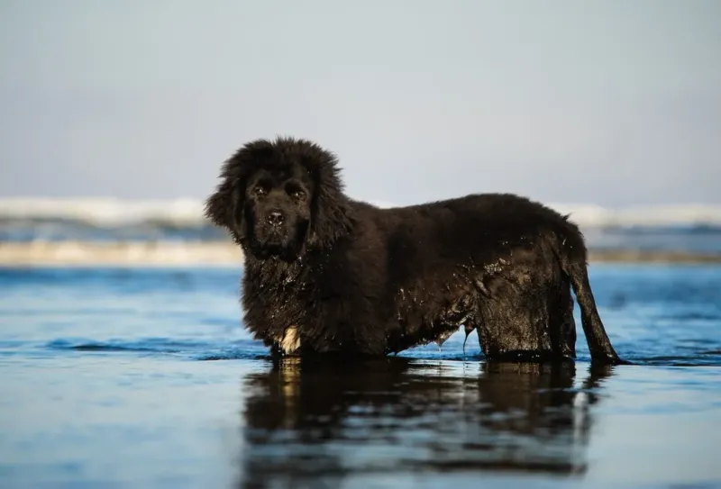 Newfoundland