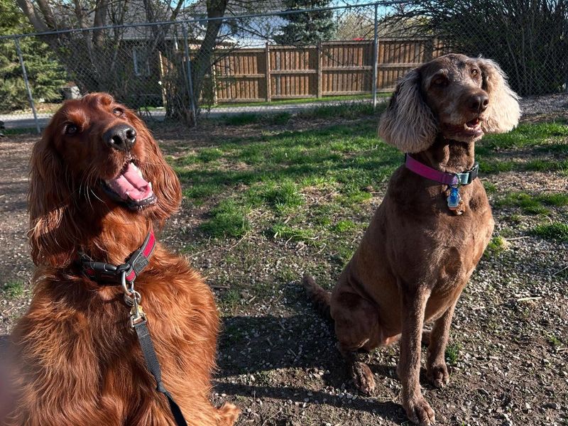 Irish Setter