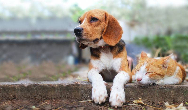 Beagle