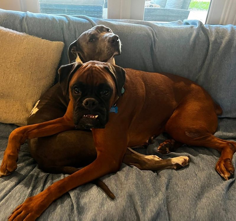 Boxer