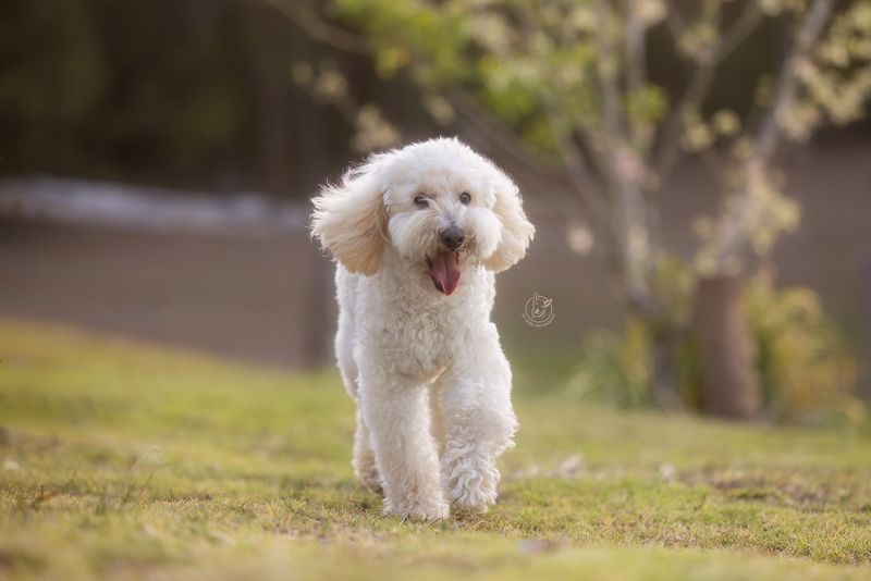 Poodle