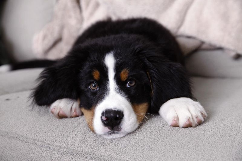 Bernese Mountain Dog