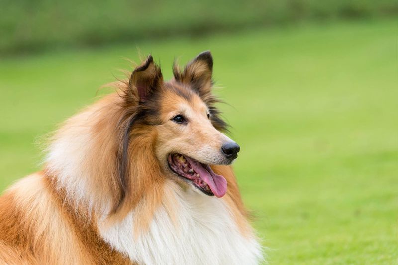 Collie