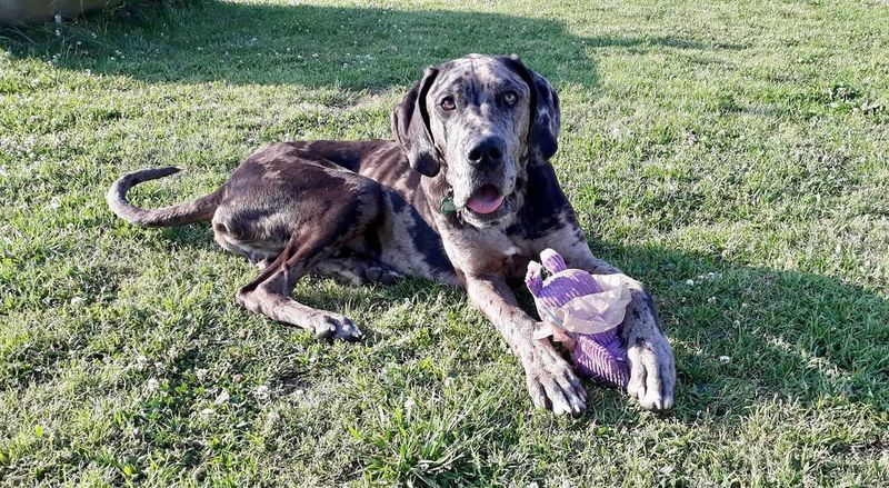 Great Dane