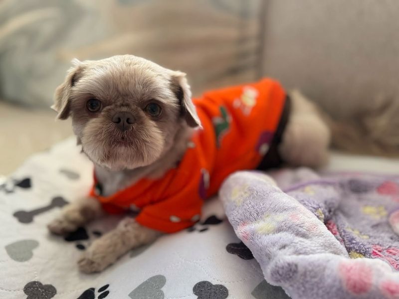 Shih Tzu